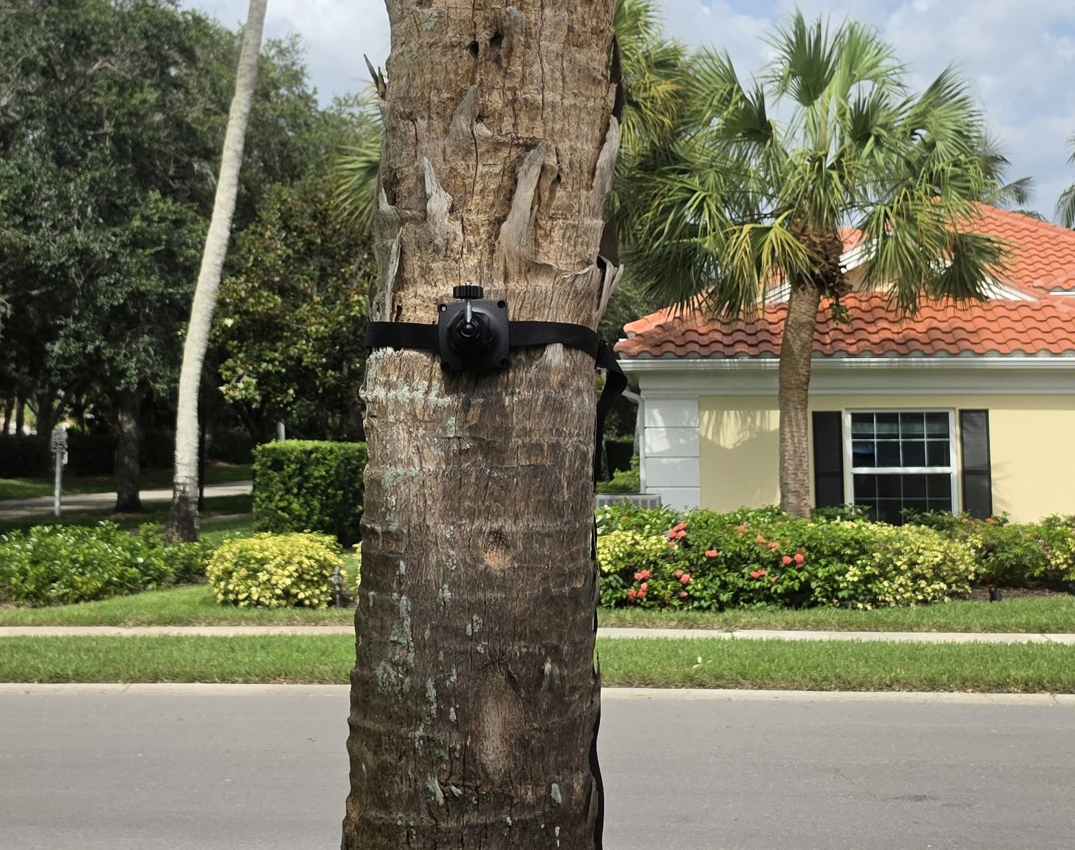Camera to a Tree Mount Aothaigro strap mount a camera to a tree
